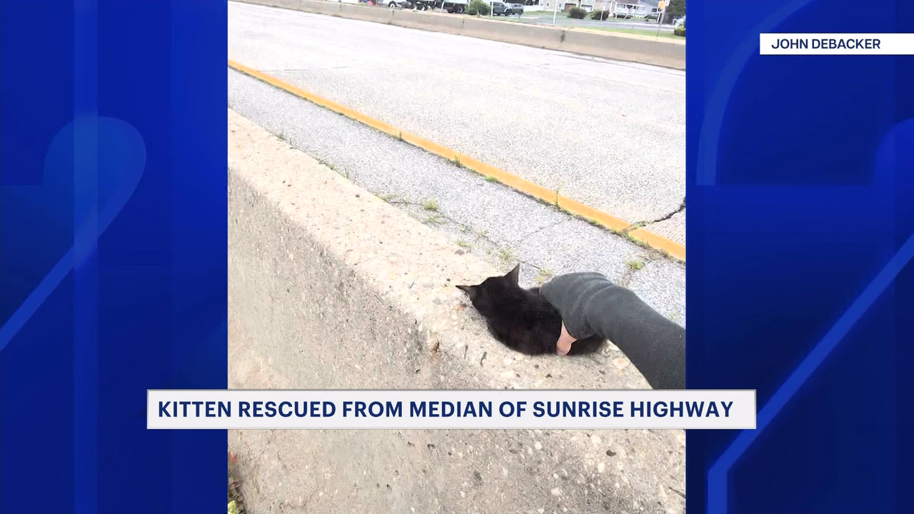 Kitten Trapped in Sunrise Highway Median Rescued, Named Sunrise