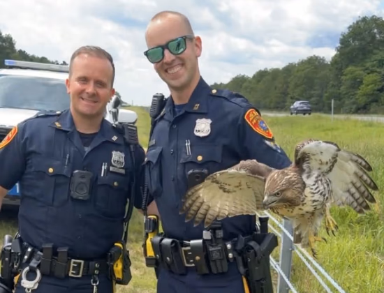 Officers Jansen and Puzelli Rescue Injured Hawk Trapped on Sunrise Highway Median in Mastic